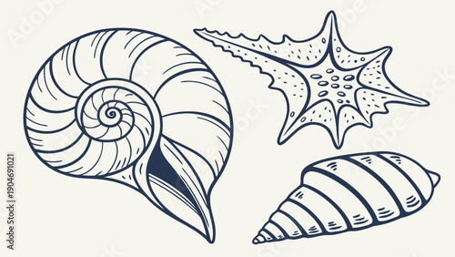 Collection of hand drawn sea shells including a nautilus and a star shaped shell