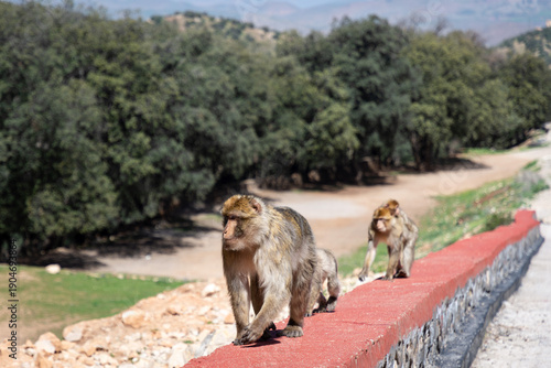 Macaques de Barbarie à Azrou, Moyen Atlas, Maroc