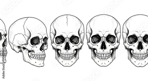 Collection of Skulls in Different Views, Detailed Hand-Drawn Illustration, Vector Art Style