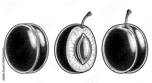 Vintage Plum Fruit Vector Illustration Set: Whole and Halved with Pit