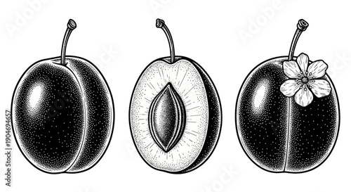 Vintage Plum Fruit Set: Whole, Cut in Half, and with Flower Illustration