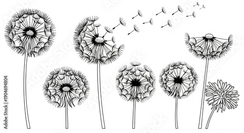 Whimsical Dandelion Collection Vector Illustration