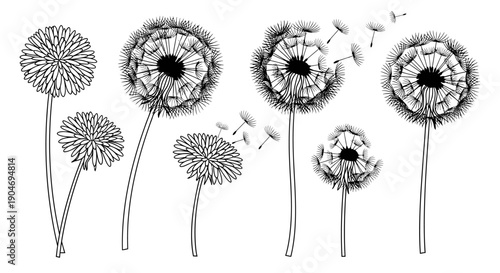 Whimsical Dandelion Collection: Black and White Vector Illustration of Seed Heads and Flying Seeds