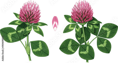 Botanical illustration of red clover flowers featuring pink blossoms trifoliate green leaves and a single petal isolated on grey background
