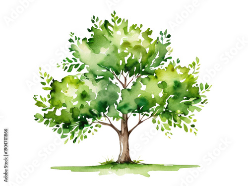 Watercolor illustration of a tree with lush green foliage