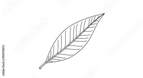 Detailed line art drawing of a single oblong leaf with visible veins isolated on a plain white background surface.