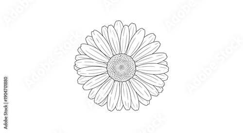 Detailed line art illustration of a daisy flower with many petals and a textured center on a white background base.