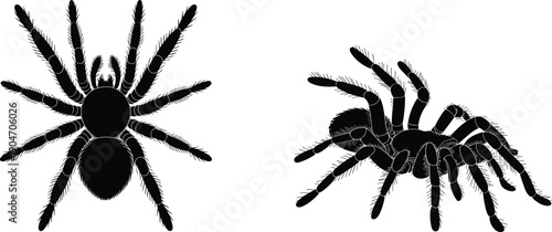 Spider silhouette illustration set isolated on white background, tarantula top side views for horror wildlife vector design graphic elements collection