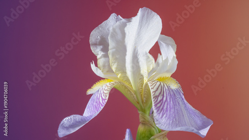 Foto Studio capture of delicate white iris plant textures