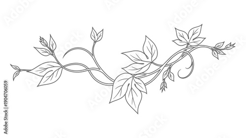 Delicate vine illustration with leaves on white background