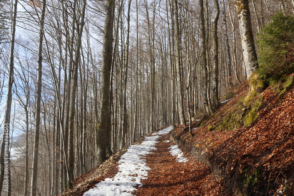Obraz premium path in the woods