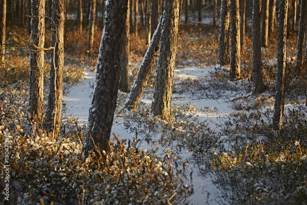 Fototapeta premium Path in a pine forest in winter in bright daylight, mosses grow around