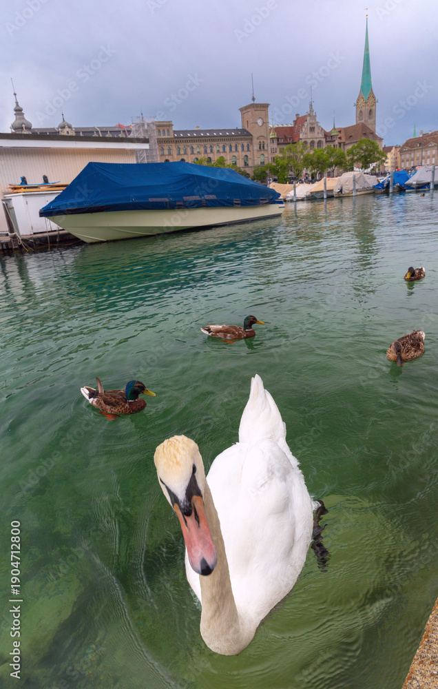 Fototapeta premium White swan and ducks swimming on the Limmat River in Zurich, Switzerland, with covered boats, historic buildings, and church towers under a cloudy sky
