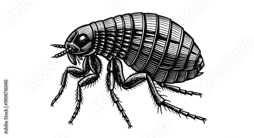 Black and White Detailed Woodcut Style Vector Illustration of a Flea Parasite Insect Icon for Pest Control Branding Science Education and Veterinary Medical Design