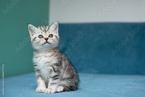 Adorable British Shorthair kitten sitting on blue surface against pastel green background. Cute pet portrait, soft light, minimal composition, young cat with expressive eyes.