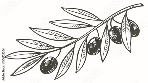 Hand-drawn sketch of an olive branch with ripe olives and detailed leaves on a white background