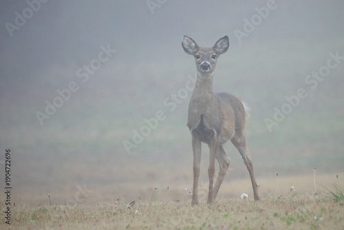 deer in fog