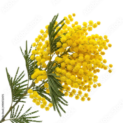 Vibrant mimosa flower branch with yellow blooms isolated on transparent background