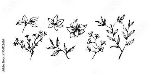Delicate black and white illustrations of various flowers and butterflies Vector
