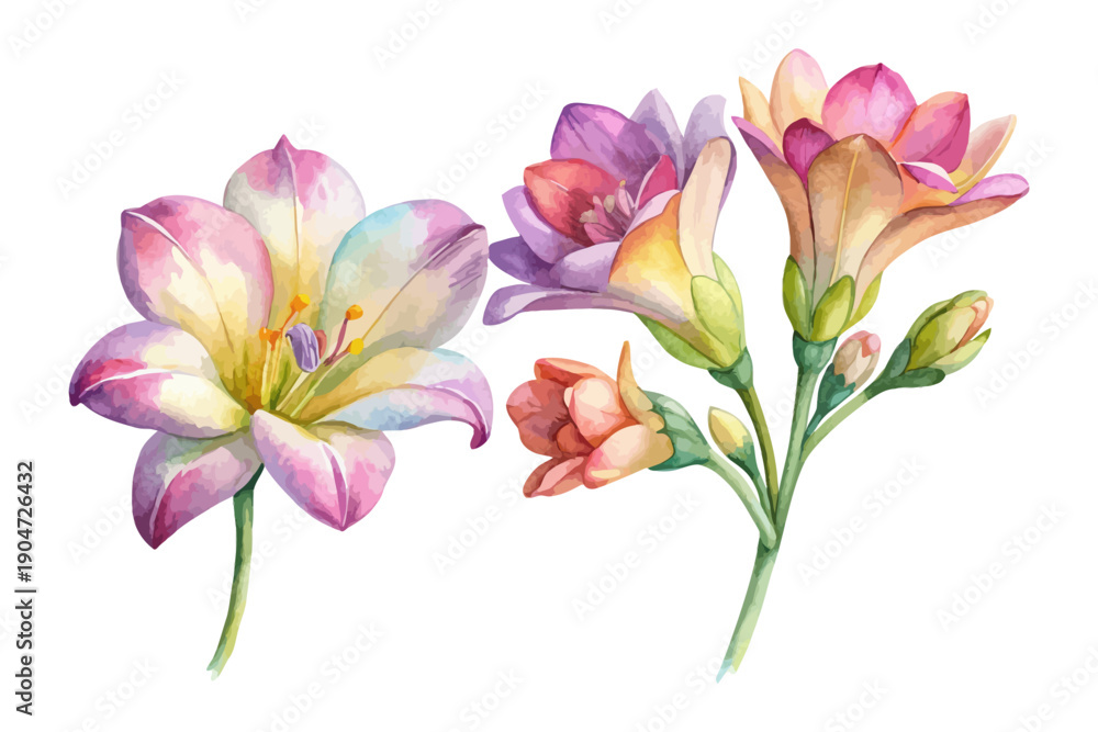 Naklejka premium Watercolor Freesia Flower Illustration, Soft Botanical Element, vector isolated on white background