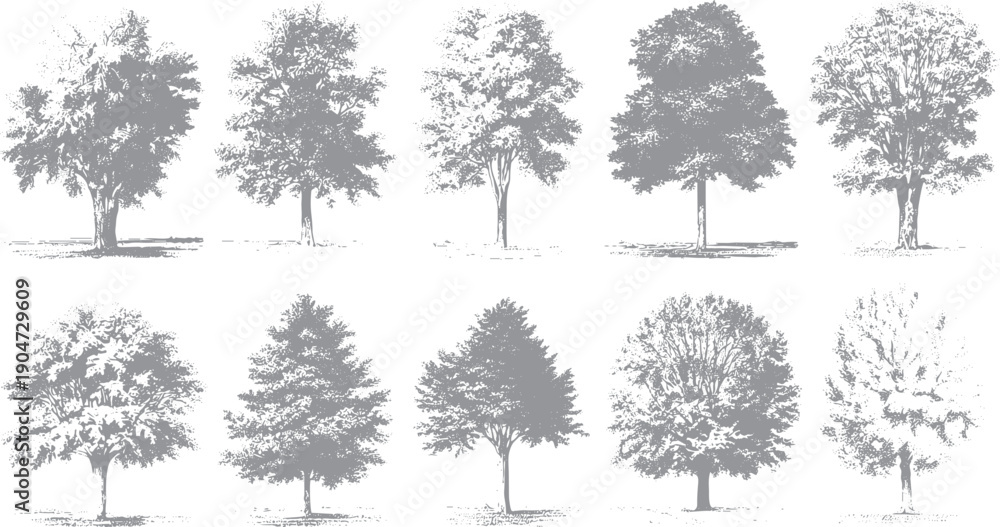 Fototapeta premium Collection of ten grey textured trees with detailed foliage and trunks on a white background nature