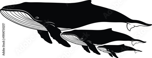 Silhouette of a humpback whale and two dolphins swimming together in ocean waters