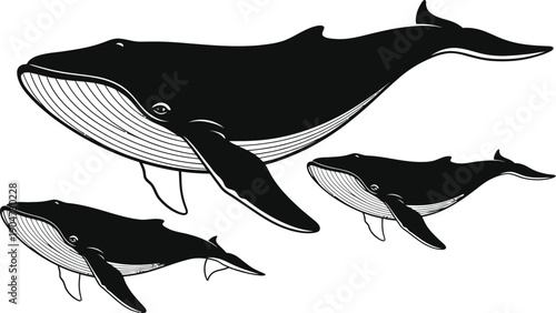 Silhouette of a large whale and two smaller whales swimming together in a pod