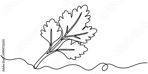 Coriander leaf continuous one line drawing, One continuous line illustration of an coriander leaves, isolated on white background. 