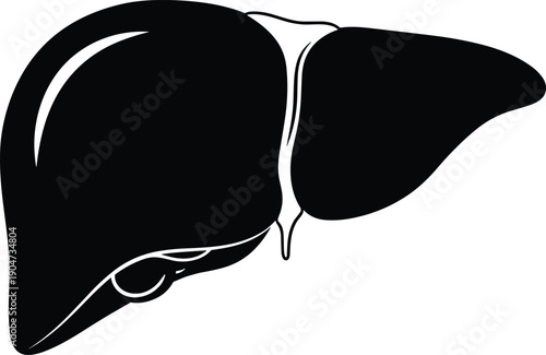 Human liver anatomy silhouette illustration, medical organ icon for healthcare education, biology science concept isolated on white background