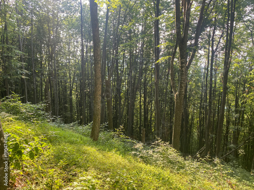 Dense green forest with tall slender trees and sun-dappled undergrowth on a quiet hillside in the Ukrainian Carpathian Mountains.