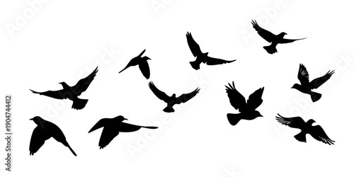 Billede på lærred A flock of birds in flight against a white background Vector