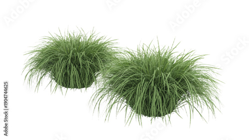 Two clumps of green ornamental grass with long, flowing blades, isolated on a clean white background, perfect for nature and garden designs