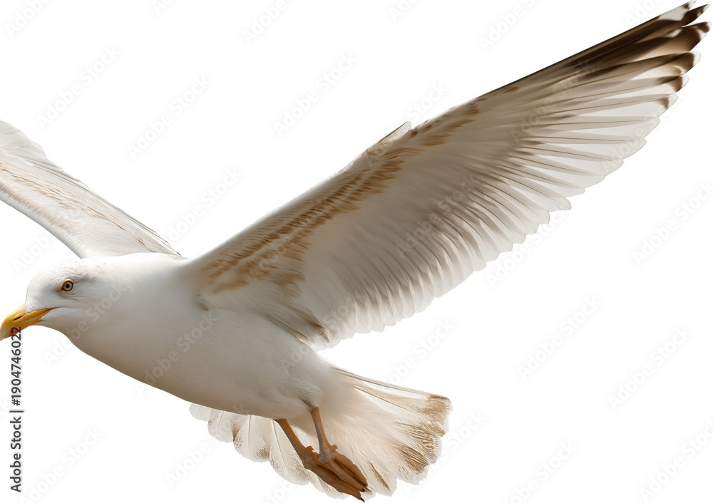 Fototapeta premium A white seagull with brown wing markings in mid-flight isolated on a transparent background bird flying