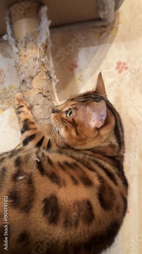 funny Bengal cat sharpening its claws