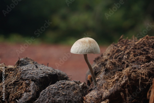 Tableau sur toile Small White Wild Mushroom Growing in a Heap of Dung