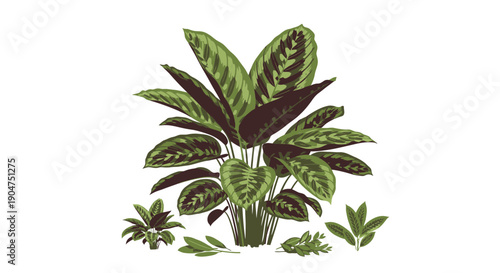 Close-up illustration of a vibrant potted plant with detailed leaves and slender stems, centered on a white background, viewed from a direct perspective