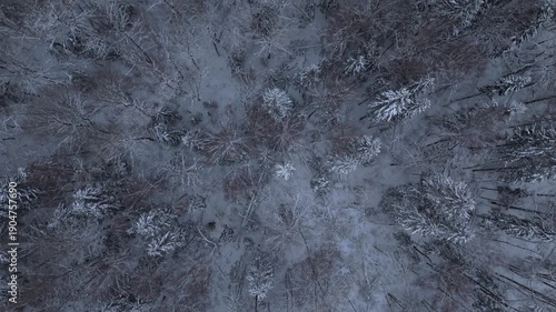 4K aerial drone top-down flight straight above Lithuania winter forest, overhead view of snow-dusted treetops and frosty branches forming abstract natural texture in cold daylight