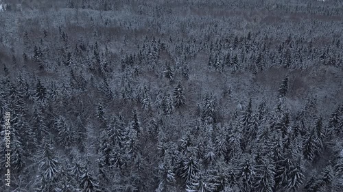 4K aerial drone reveal over Lithuania winter forest in daylight, cold landscape with snow-topped pine and spruce trees, frosty canopy stretching to distant hills and countryside