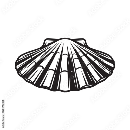 Elegant seashell artwork with detailed lines and shading, evoking the natural beauty of the ocean.