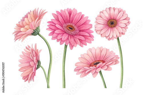 Foto set of Watercolor Gerbera Pink Flower Illustration, Bright Floral Clipart, vecto