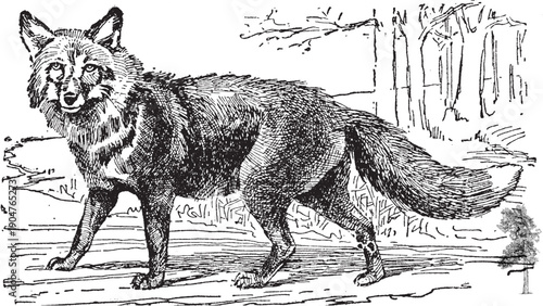 Detailed illustration of a fox standing on a forest path with trees in the background, rendered in a sketchy, monochromatic style with earthy tones.