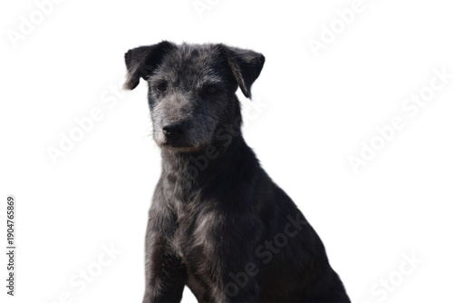 Patterdale Terrier Portrait on White