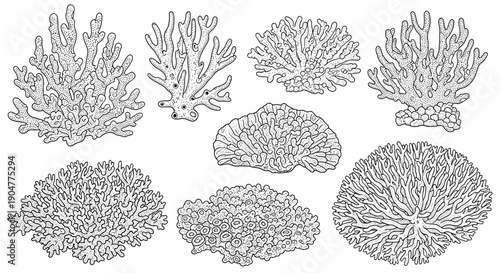 Detailed black and white sketches of various types of sea corals showing intricate textures and organic marine forms.