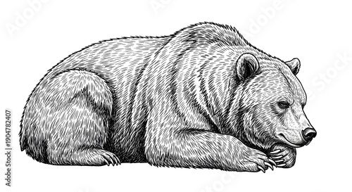 Vintage grabado aislado oso negro conjunto ilustración boceto de tinta.
 Arte de vector de silueta de animal asiático de fondo americano grizzly