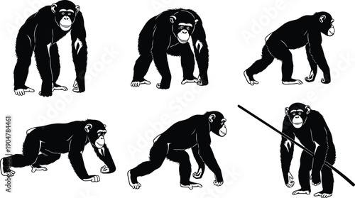 Chimpanzee black silhouette set showing walking, standing, and crawling poses, realistic primate animal vector illustration collection isolated on white background