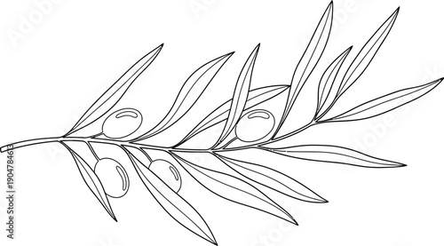 Simple black and white line art drawing depicting a detailed olive branch adorned with several ripe olives and slender elongated leaves stretching across the composition