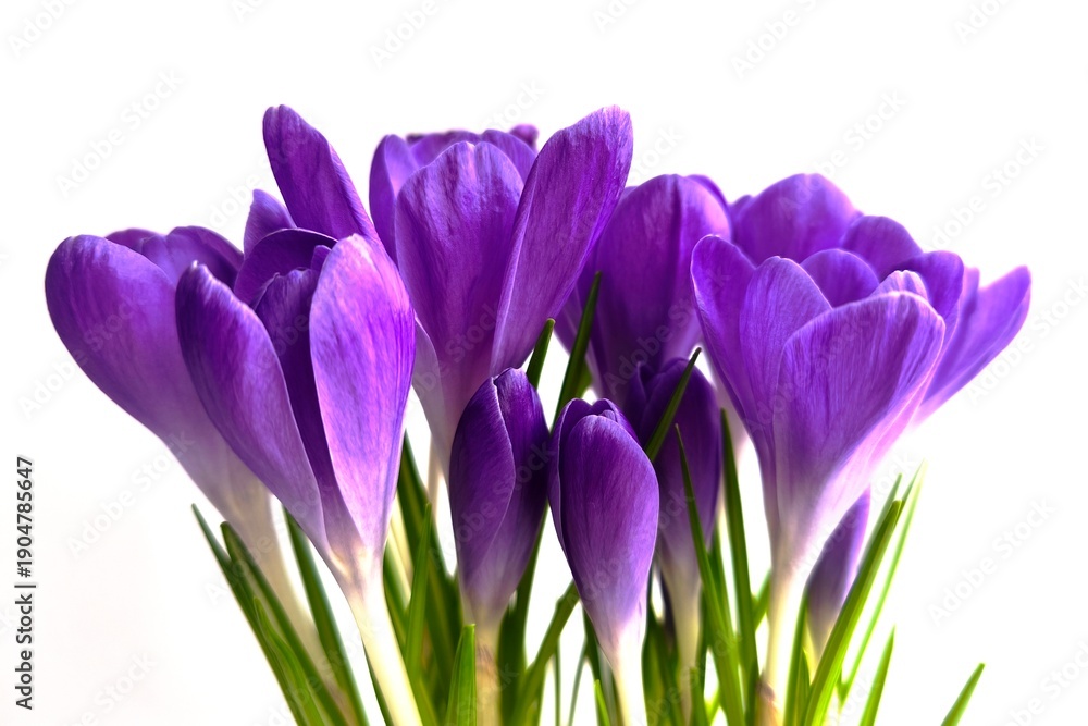 Fototapeta premium purple crocus flowers