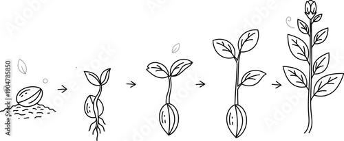 Simple black and white line art illustration depicting the sequential five-stage process of seed germination and subsequent plant growth development over time