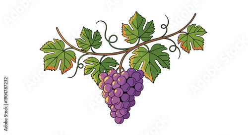 Picturesque grape vine branch adorned with lush green leaves and a bountiful cluster of fresh purple grapes, depicting
