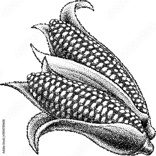 A sweet corn maize cob sweetcorn ear in black and white vintage dots or pointillism half tone style illustration